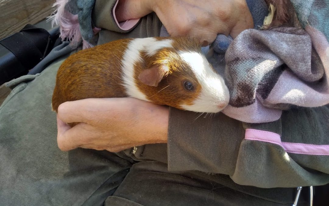 Dierenshow in de Hanepraij