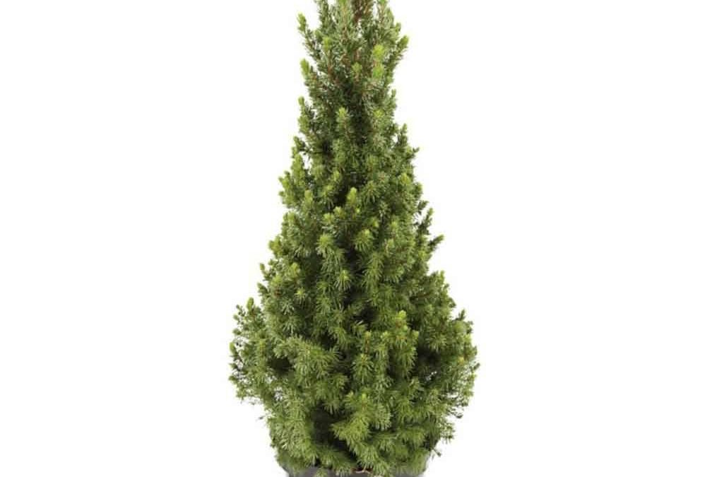 Verkoop kleine kerstboompjes, Picea Conica.