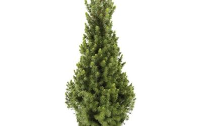 Verkoop kleine kerstboompjes, Picea Conica.